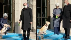 Erdoğan’ı mesaiye eşi Emine Erdoğan ve barınaktan sahiplendiği ‘Leblebi’ uğurladı