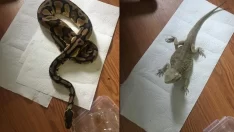 Kocaeli’de emniyet baskın yaptı! Evden çıkanlar görenleri şok etti