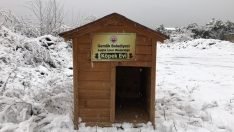 SOKAKTAKİ CANLAR SOĞUKTAN KORUNUYOR