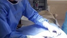 Yaralı Köpek Barınakta Tedavi Altına Alındı