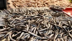 Av yasağının kaldırılmasıyla Marmara hamsisi tezgahlardaki yerini aldı! Kilosu 40 lira