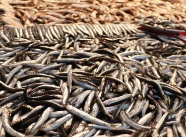 Av yasağının kaldırılmasıyla Marmara hamsisi tezgahlardaki yerini aldı! Kilosu 40 lira