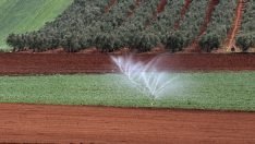 Karacabey Zeytincilikte de İddialı