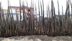 Aşılı Ceviz Fidanı Üretiminde Güvenin Adı: Vatan Fidancılık