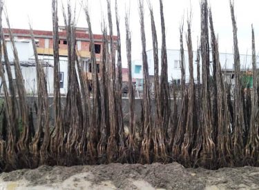 Aşılı Ceviz Fidanı Üretiminde Güvenin Adı: Vatan Fidancılık